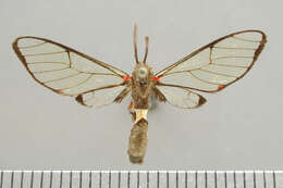 Image of Argyroeides notha Schaus 1911