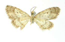 Image of Eupithecia brevicula Schaus 1913