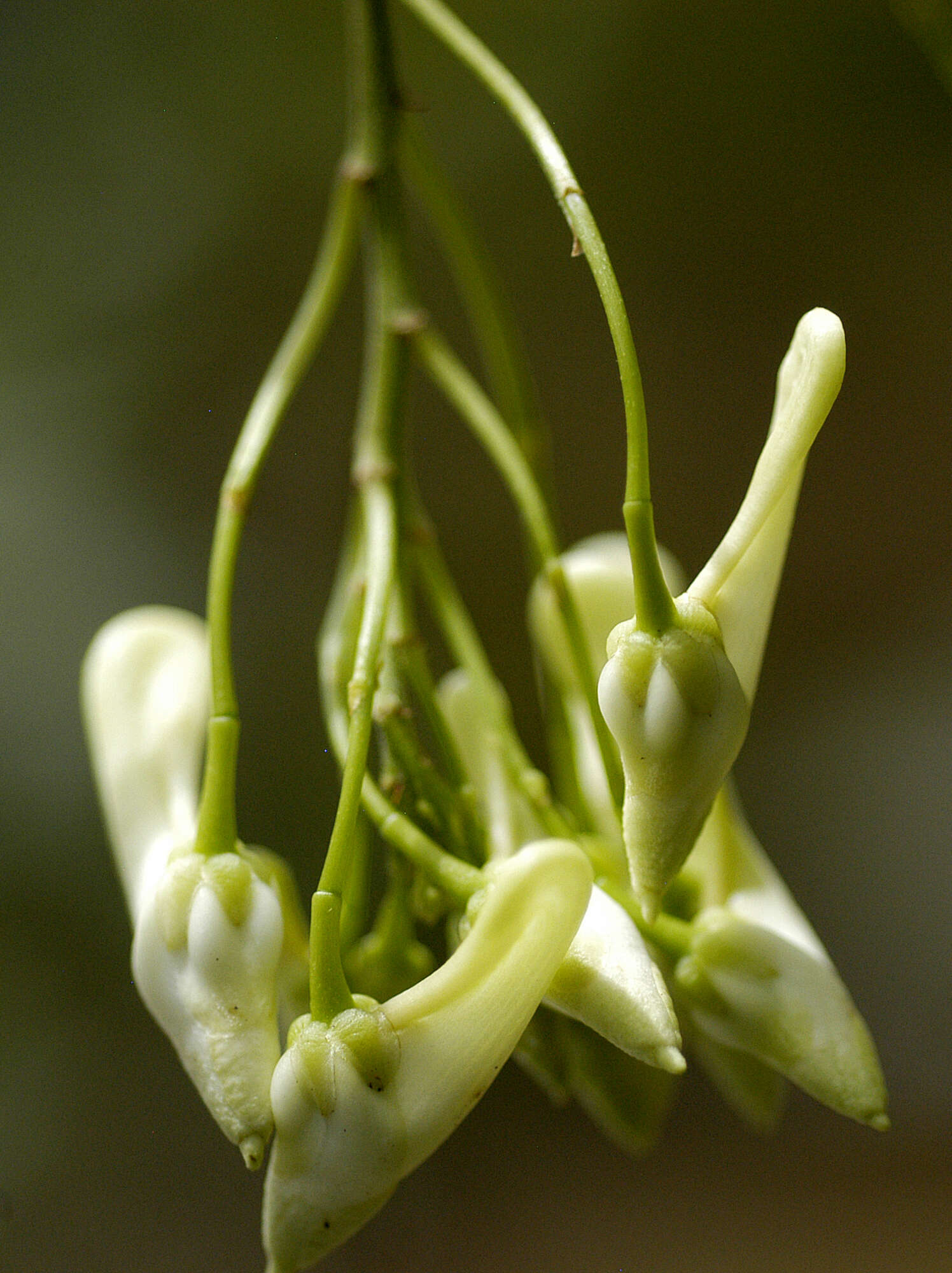 Image of Calyptrion arboreum (L.) Paula-Souza