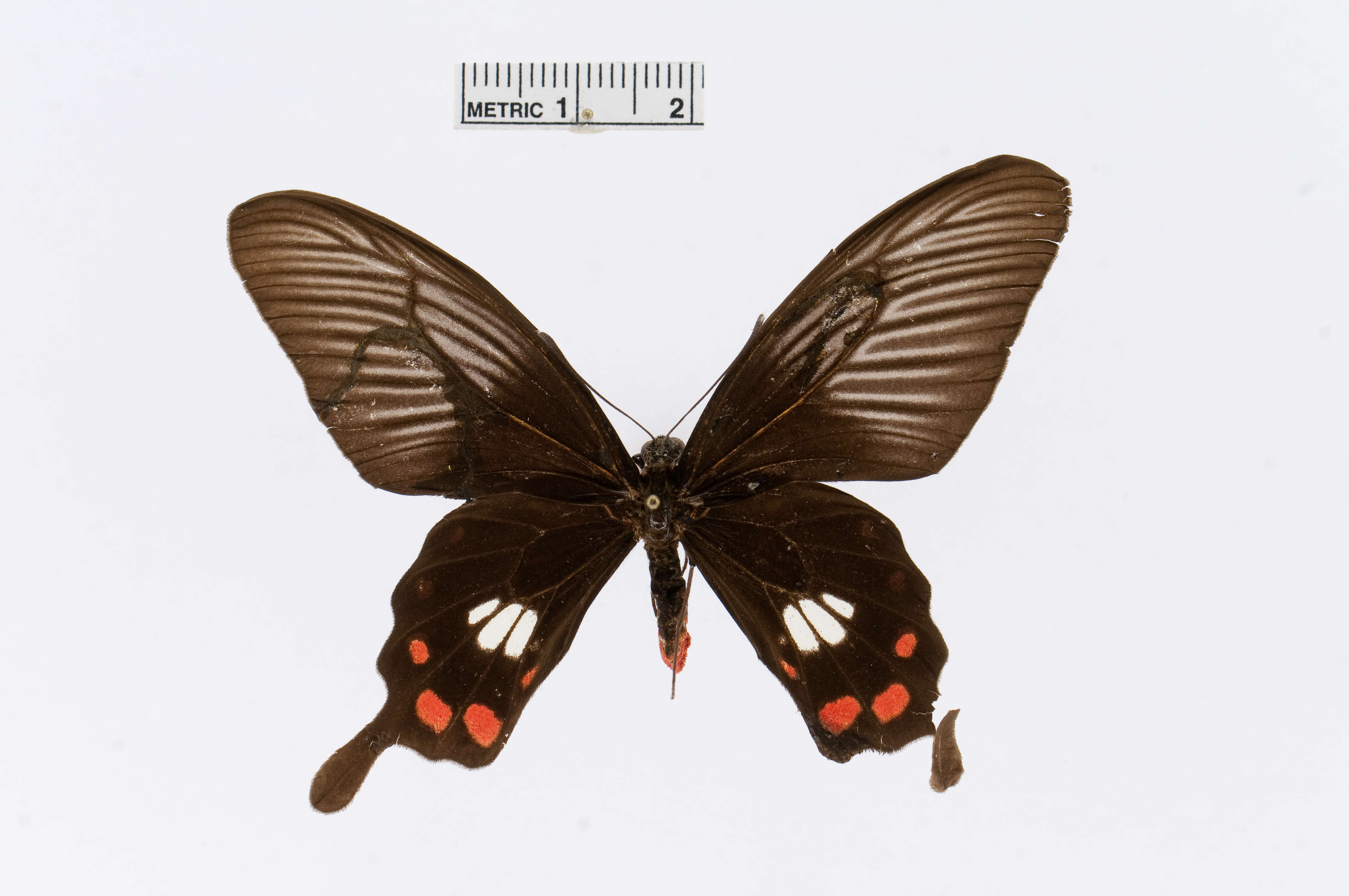 Слика од Pachliopta leytensis Murayama 1978