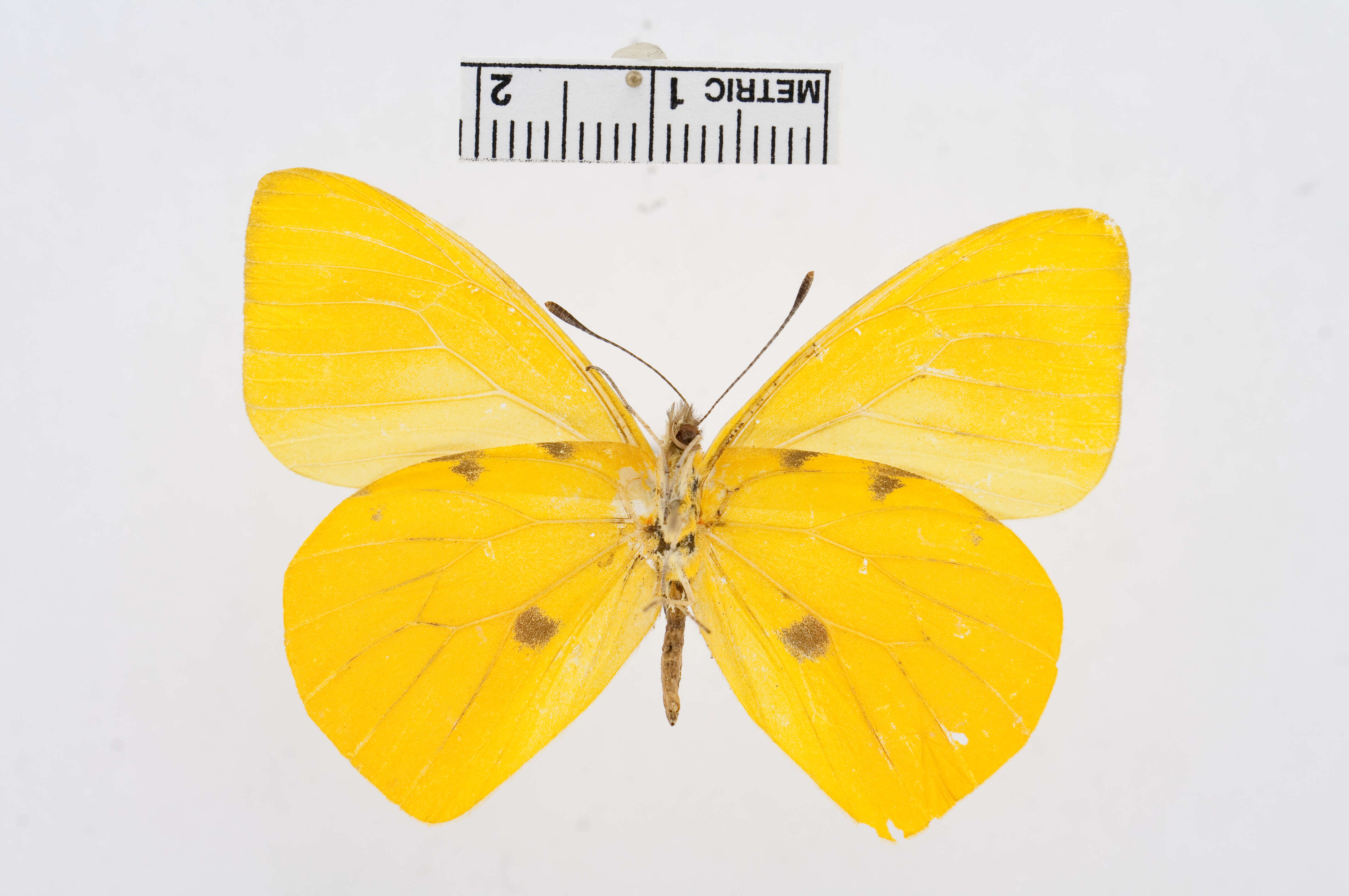 Image of Hesperocharis crocea Bates 1866