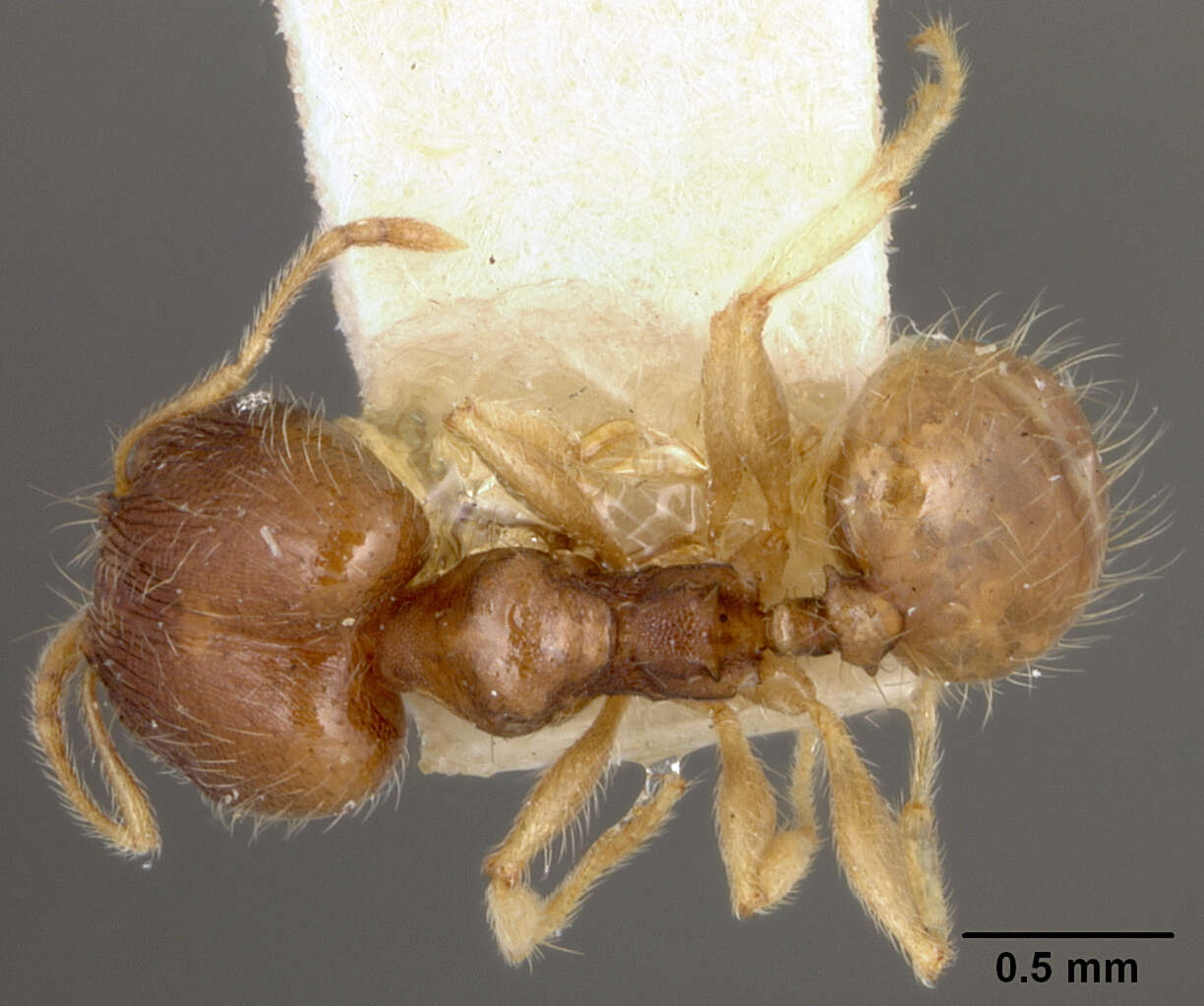 Image of Pheidole floridana stomachosa Wheeler 1917