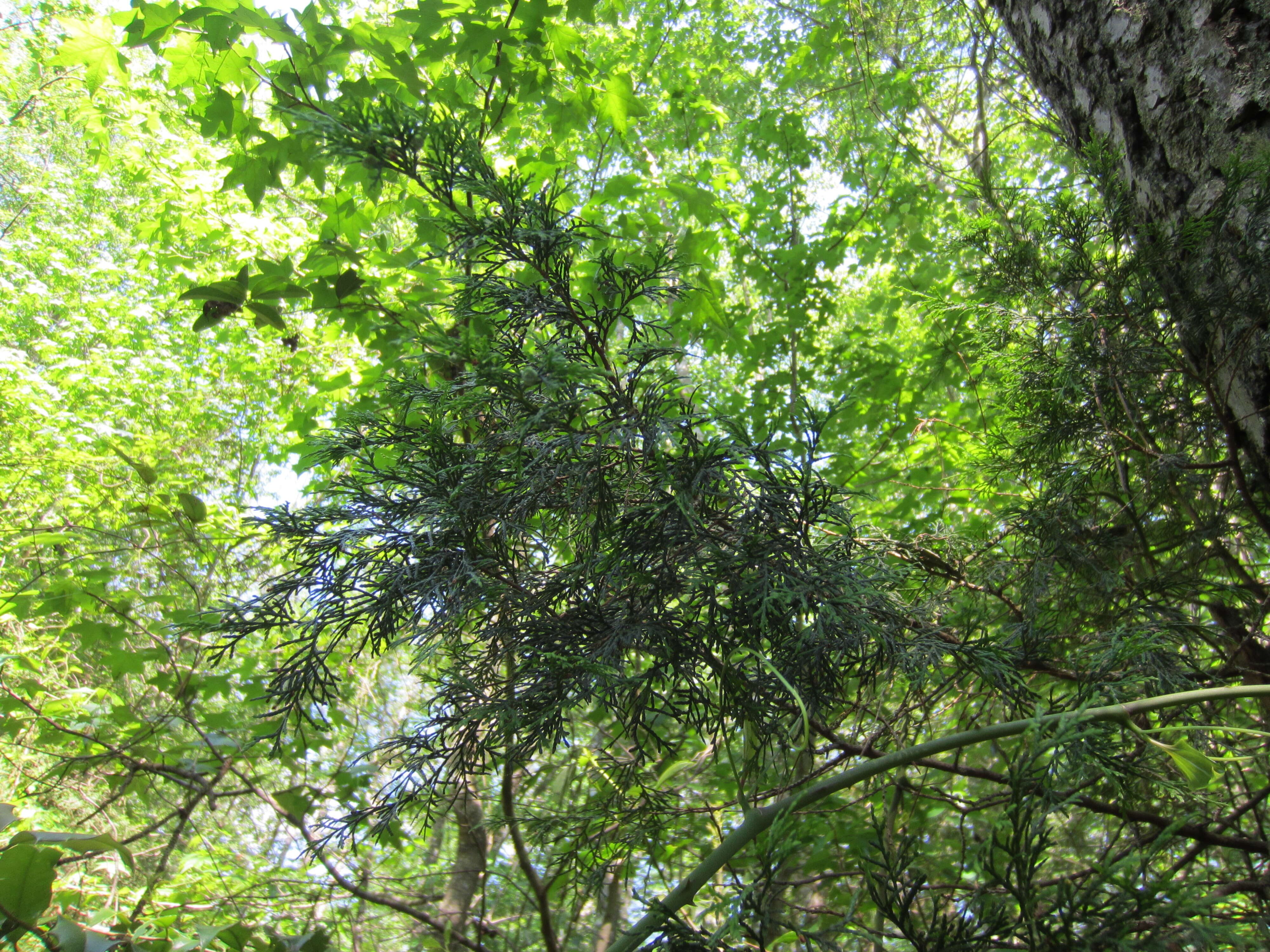 Image of Atlantic White Cedar