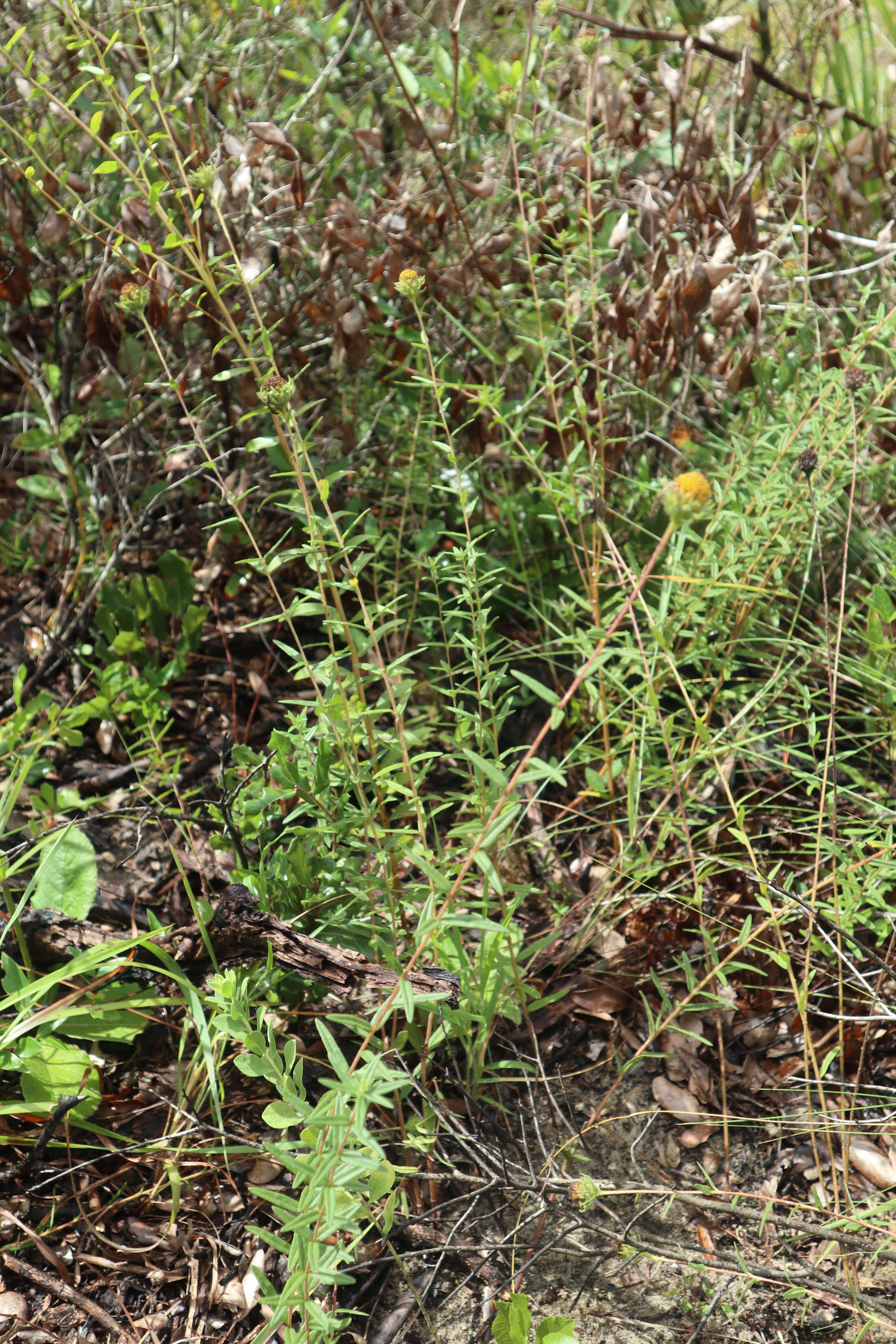 Imagem de Phoebanthus grandiflora (Torr. & A. Gray) Blake