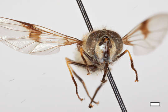 Image of Syrphidae