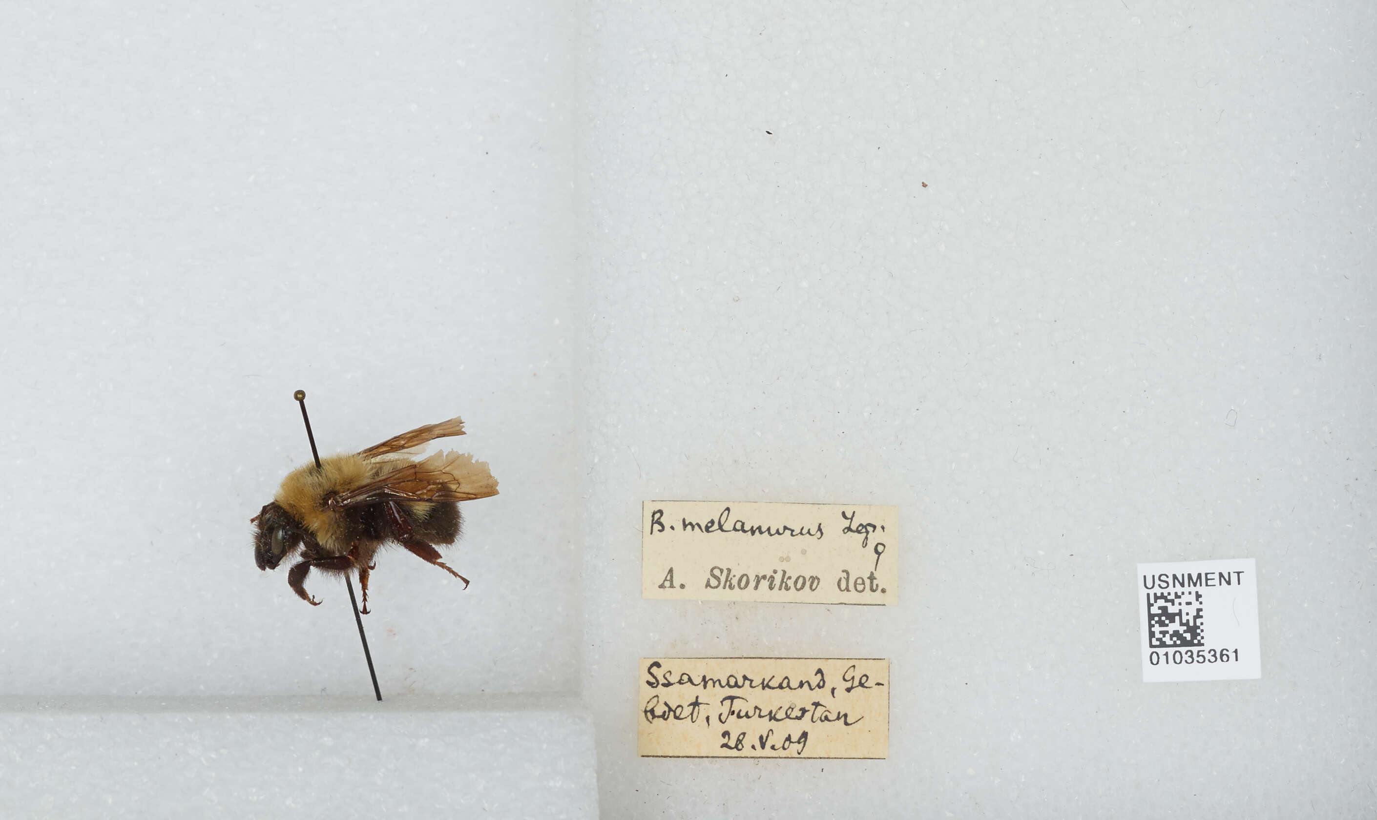 Image of Bombus melanurus Lepeletier 1836