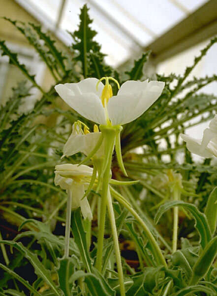 Imagem de Oenothera cespitosa subsp. marginata (Nutt. ex Hook. & Arn.) Munz