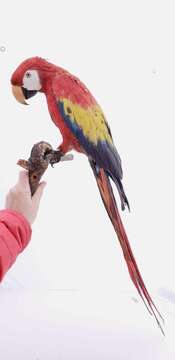 Image of Scarlet Macaw