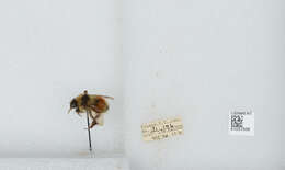 Image de Bombus sylvicola Kirby 1837