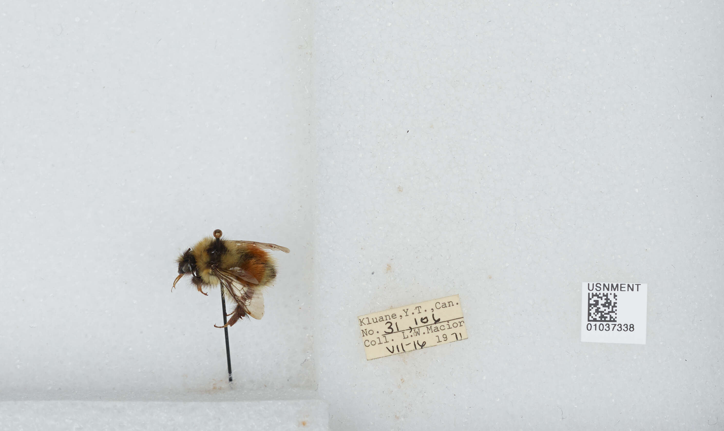 Image de Bombus sylvicola Kirby 1837