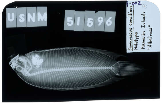 Image of Coralline-red flounder