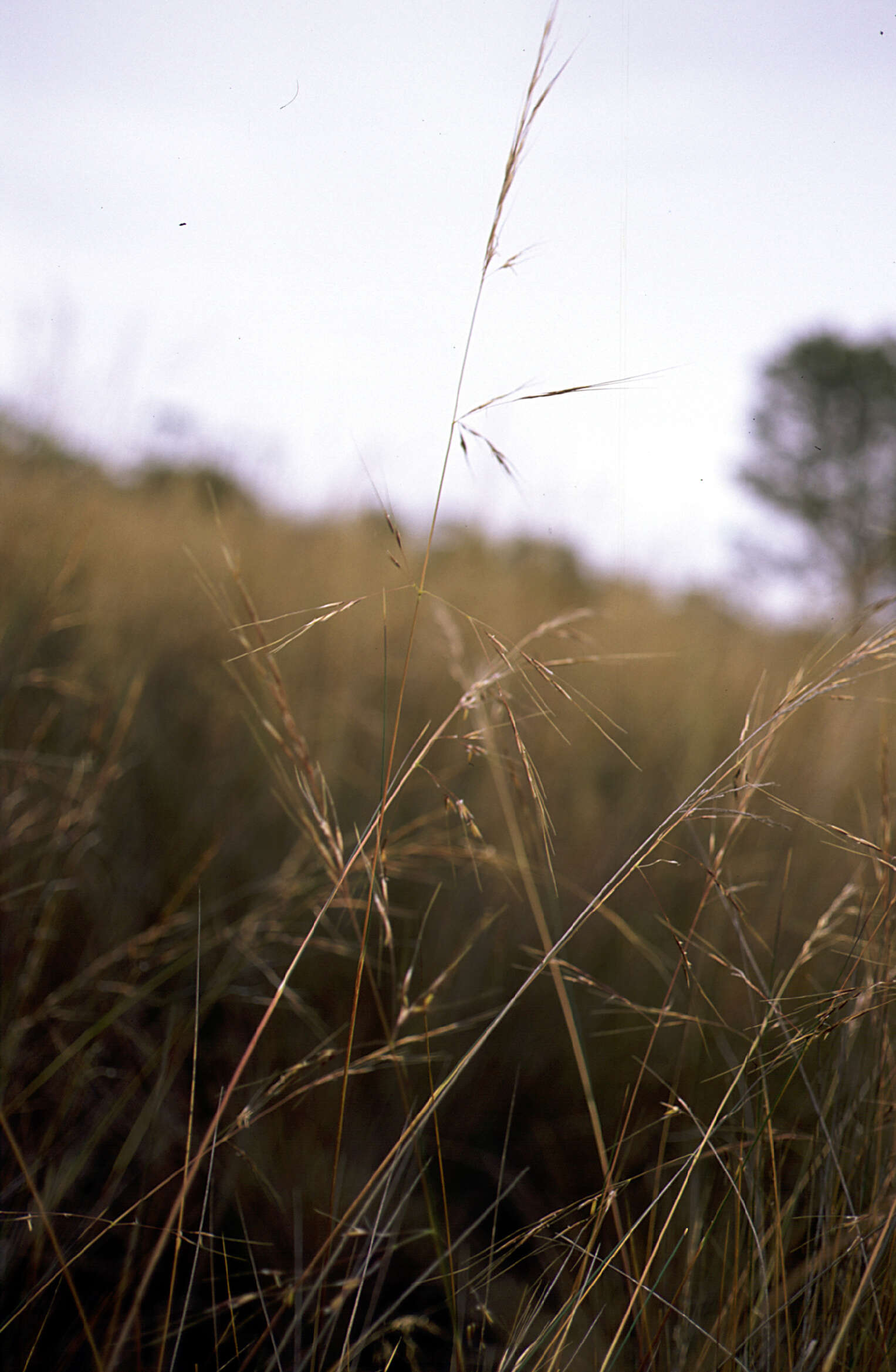 Image of Austrostipa juncifolia (Hughes) S. W. L. Jacobs & J. Everett