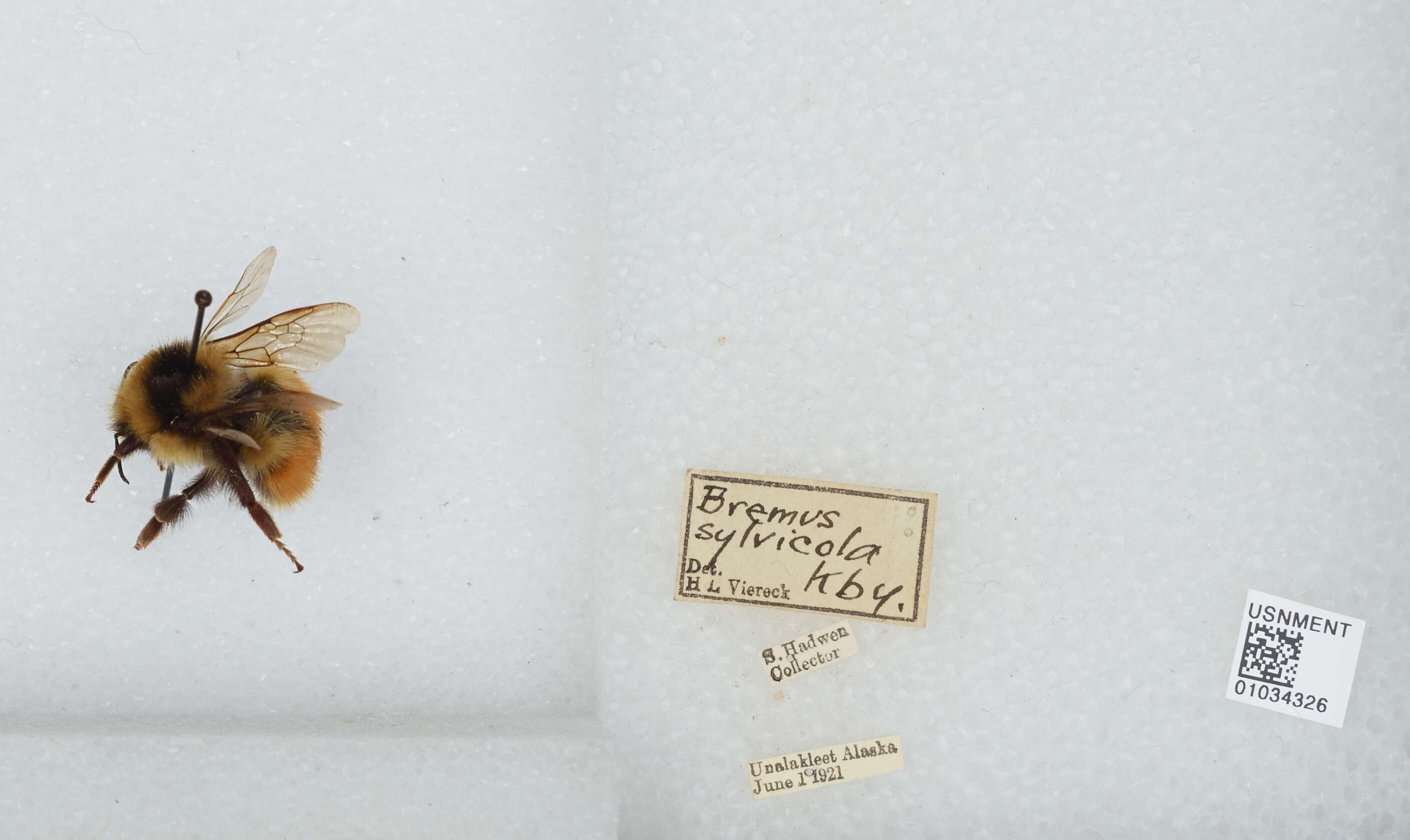 Image de Bombus sylvicola Kirby 1837