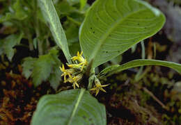 Plancia ëd Geniostoma hirtellum (H. Mann) Byng & Christenh.