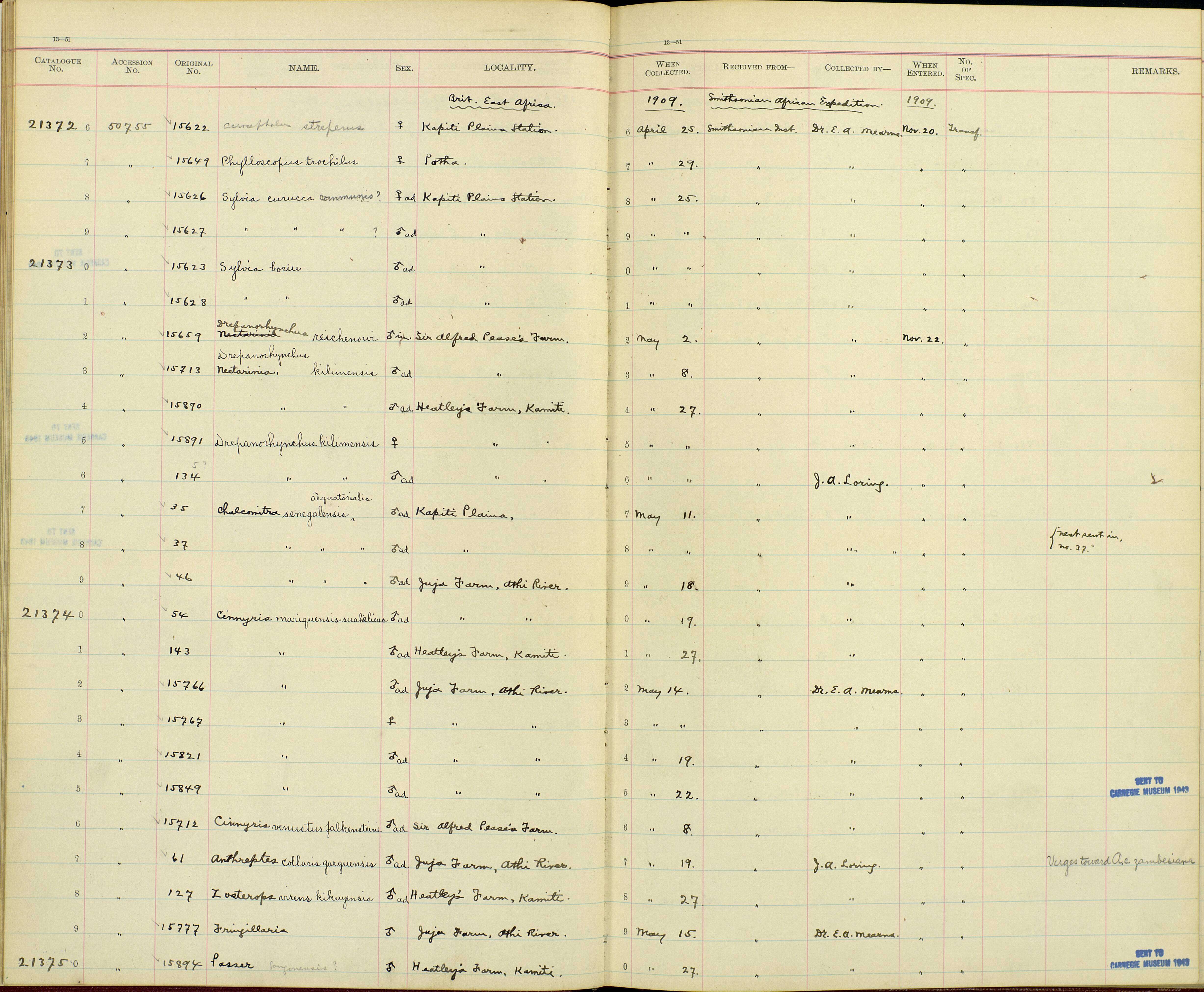 Nectarinia kilimensis kilimensis Shelley 1885的圖片