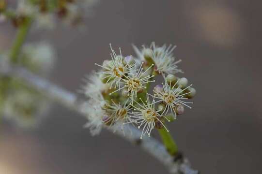 Image of Java plum