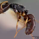 Image of <i>Camponotus quadrilaterus</i> Roger