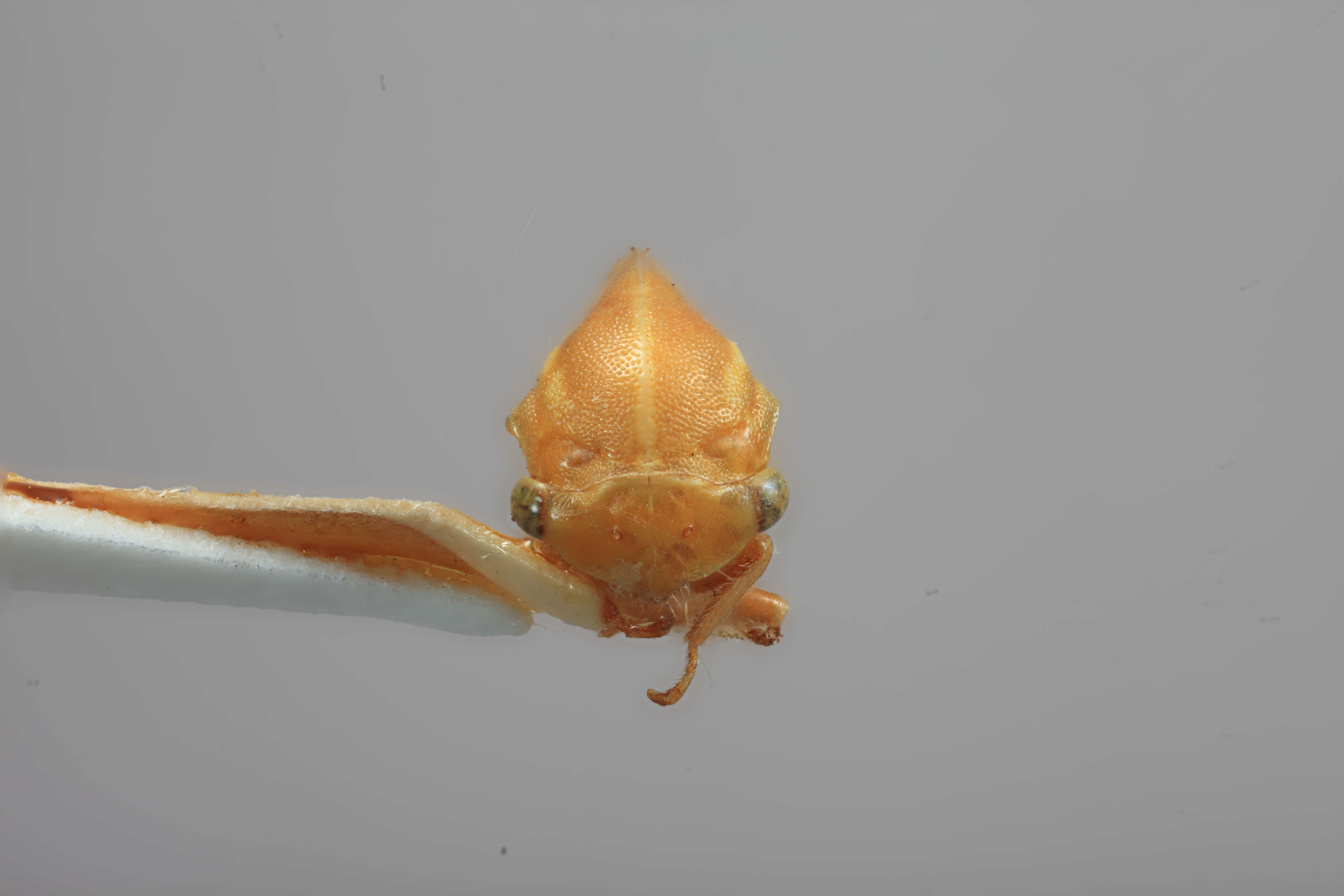 Image of Tortistilus trilineatus Funkhouser