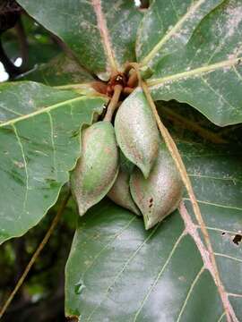 Image of tropical-almond