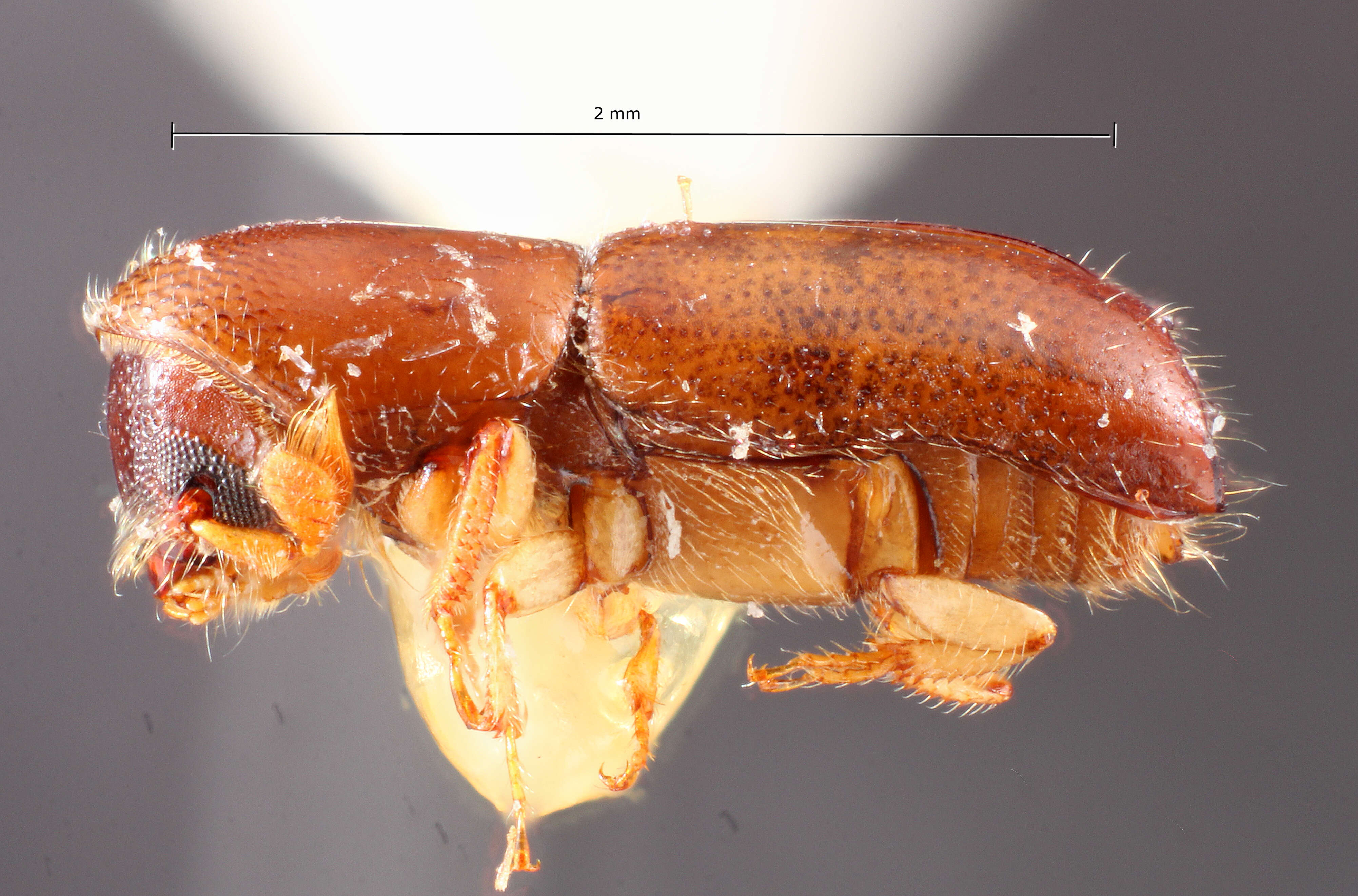 Image of Monarthrum punctifrons Wood & Bright 1992