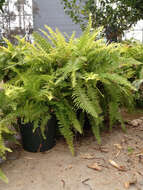 Image of Boston swordfern