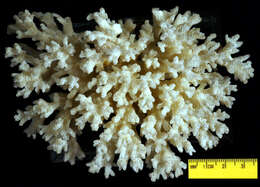 Image of Cauliflower Coral