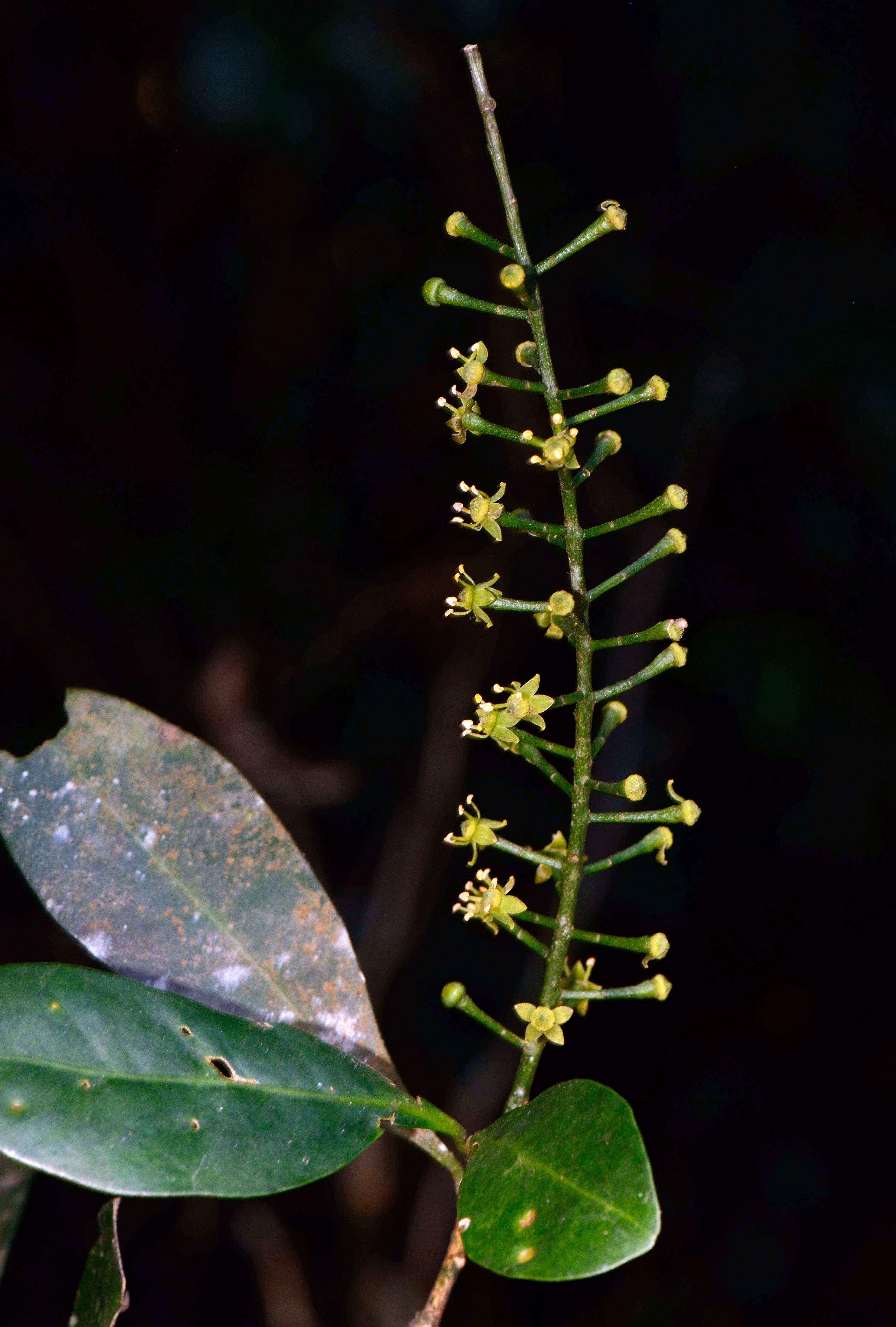 Image of Pilocarpus pauciflorus A. St.-Hil.