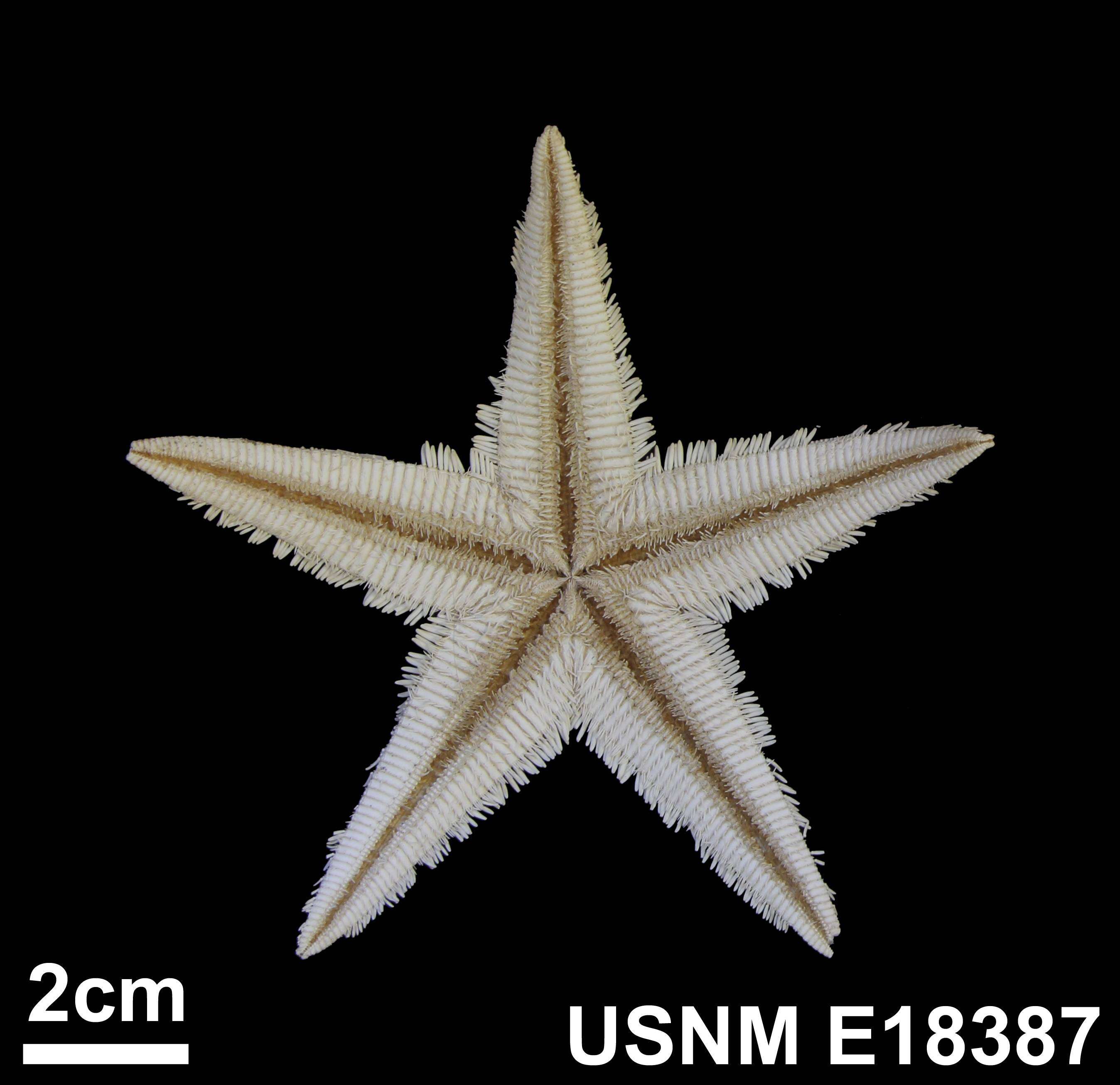 Image of Astropecten marginatus Gray 1840