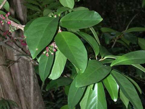 Image of Malay Apple