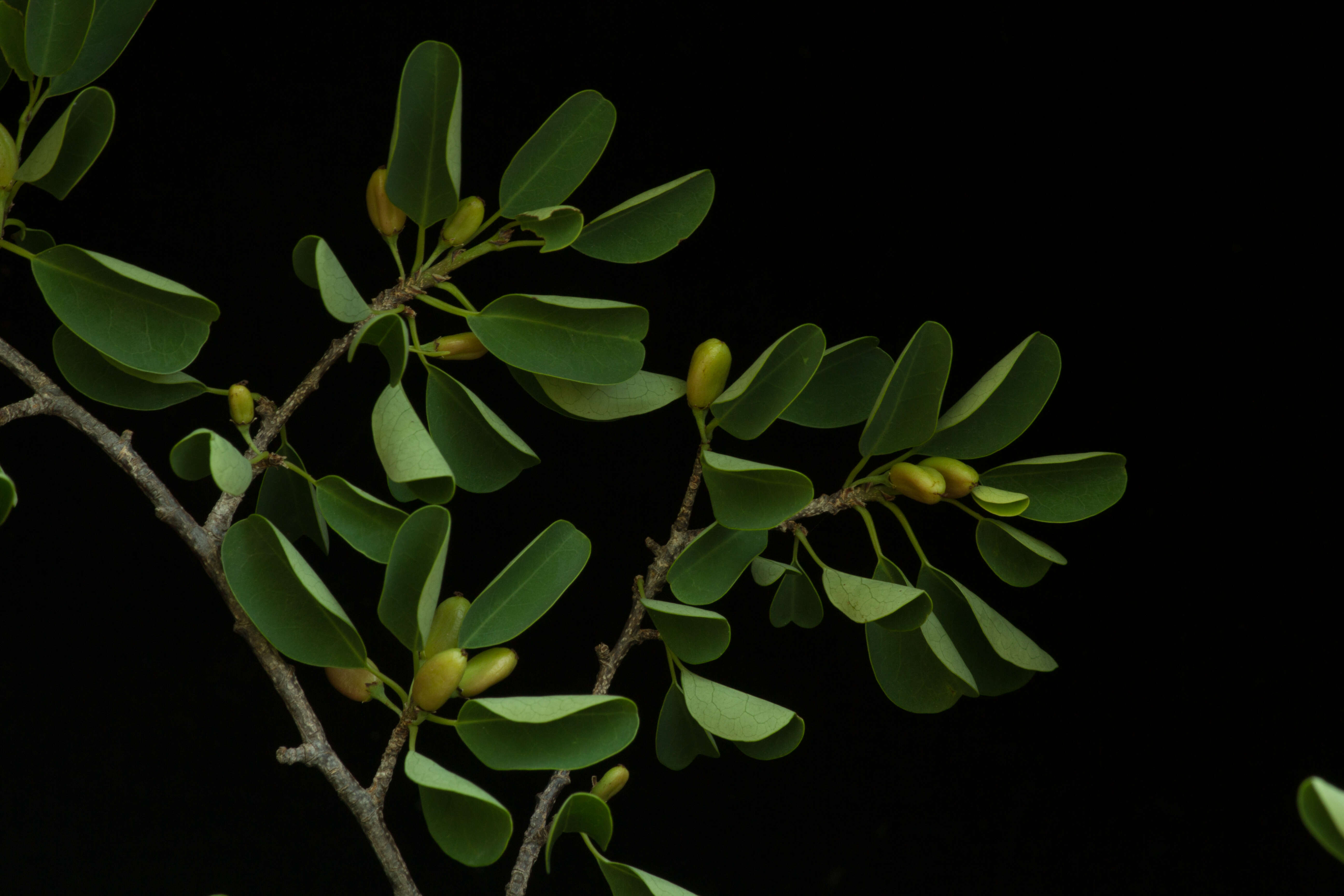 Erythroxylum rotundifolium Lunan的圖片