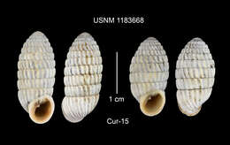 Image of Cerion uva (Linnaeus 1758)