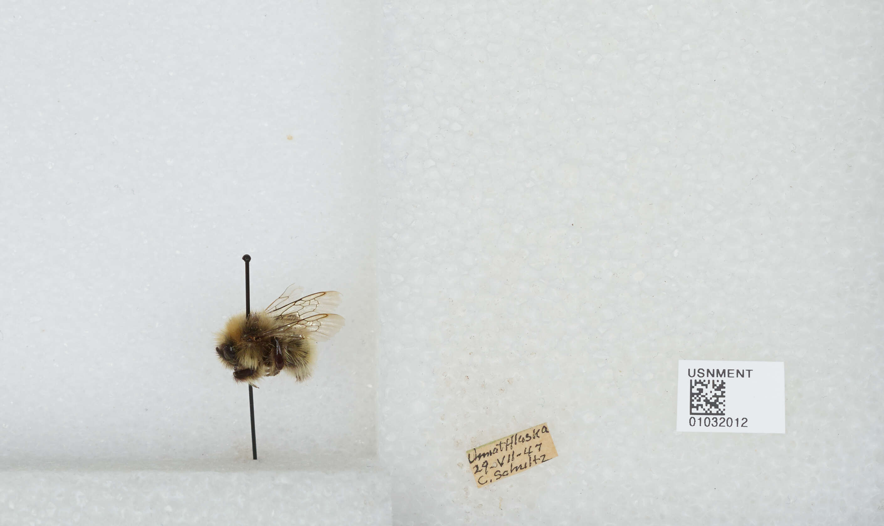 Image de Bombus sylvicola Kirby 1837