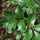 Imagem de <i>Serjania <i>diversifolia</i></i> var. diversifolia
