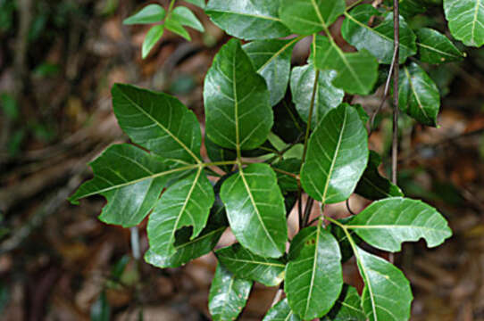 Image de <i>Serjania <i>diversifolia</i></i> var. diversifolia