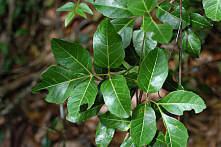 Image of <i>Serjania <i>diversifolia</i></i> var. diversifolia