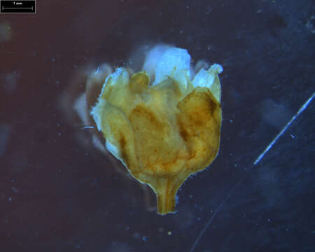 Image of Turpinia pentandra (Schltr.) B. L. Linden