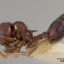 Image de Crematogaster sanguinea atavista Mann 1920