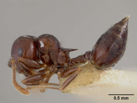 Image of Crematogaster sanguinea atavista Mann 1920