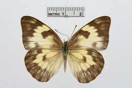 Image of Belenois gidica (Godart (1819))