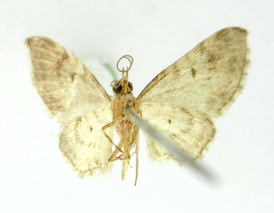Image of Eupithecia batida Dognin 1899