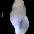 Sivun Microdeuthria michaelseni (Strebel 1905) kuva