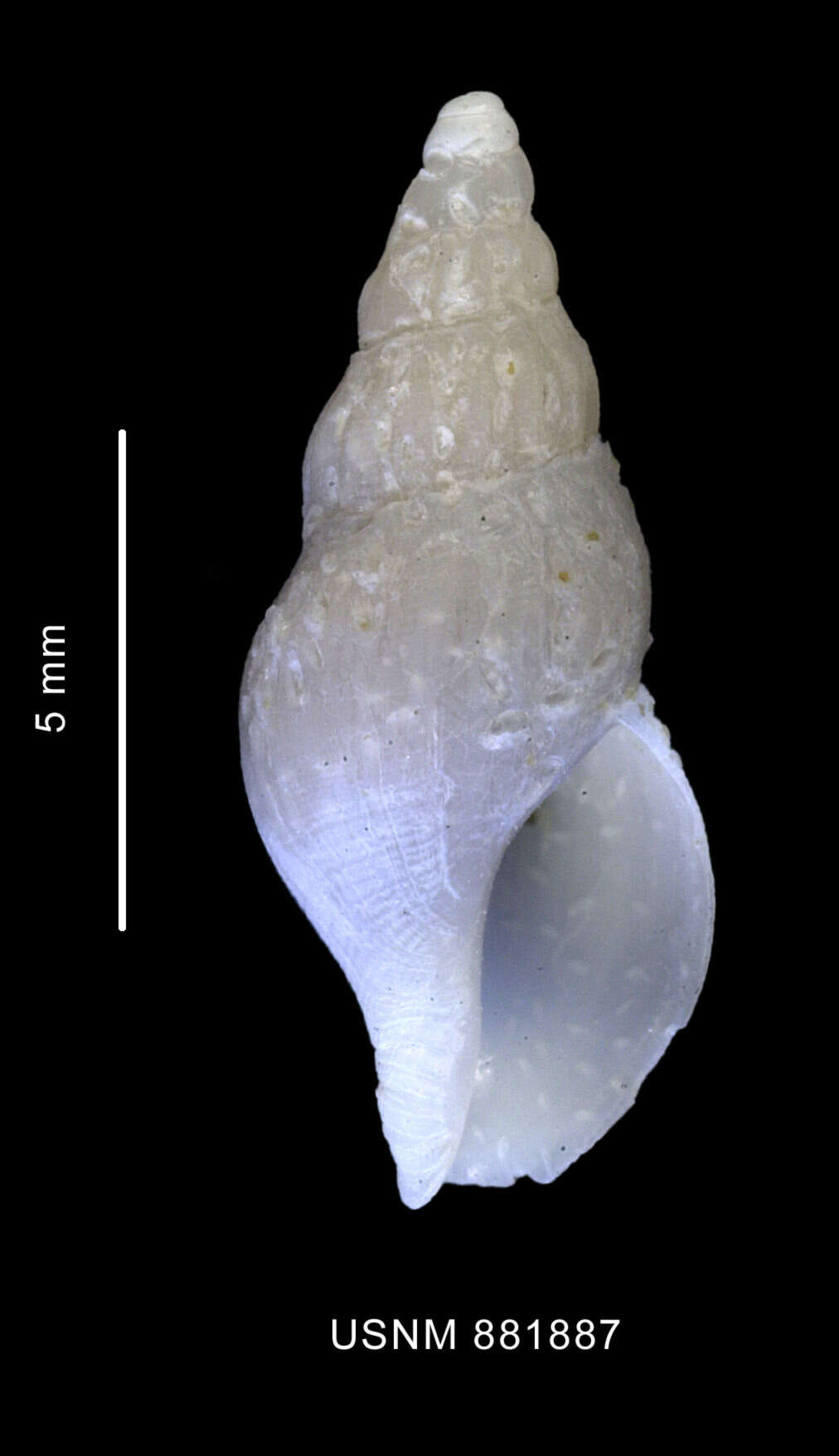 Image of Microdeuthria michaelseni (Strebel 1905)