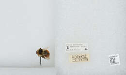 Image de Bombus sylvicola Kirby 1837