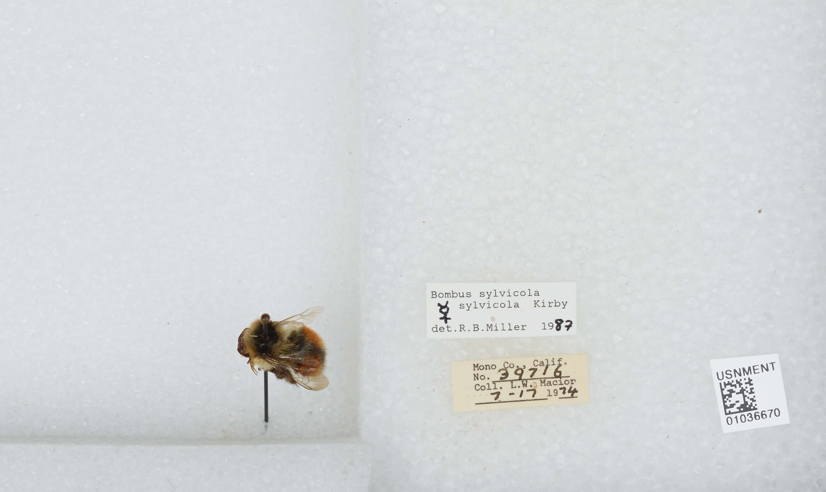 Image de Bombus sylvicola Kirby 1837