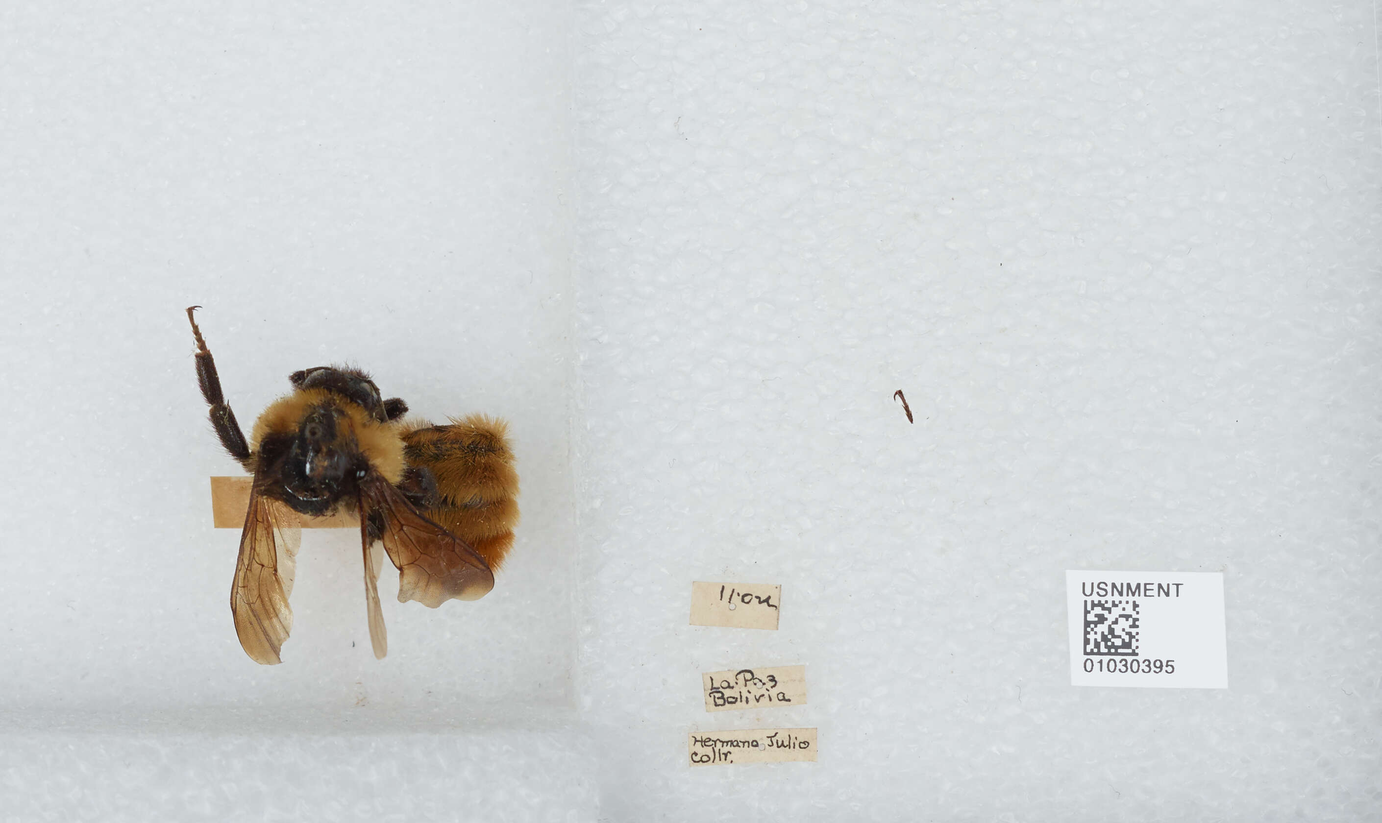 Image of Bombus opifex Smith 1879