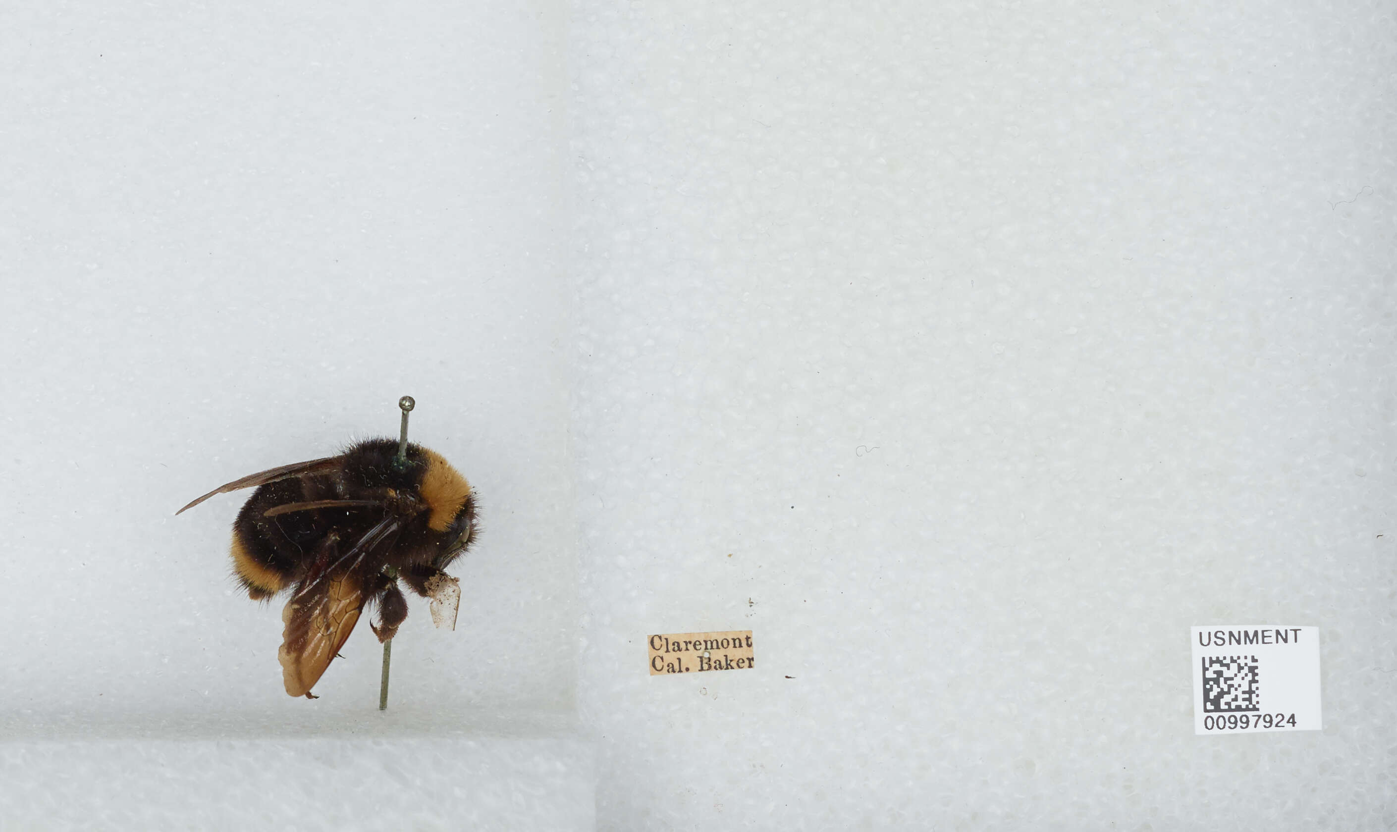 Imagem de Bombus californicus Smith 1854