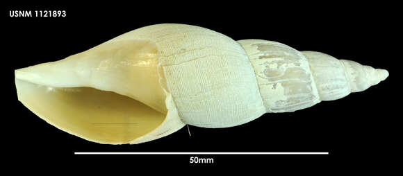 Image of Belaturricula turrita (Strebel 1908)