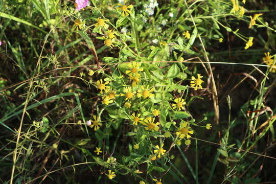 Image of common sneezeweed