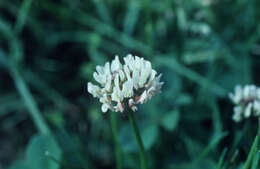 Image of white clover