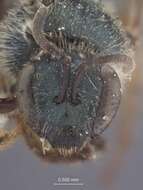 Image of Halictus